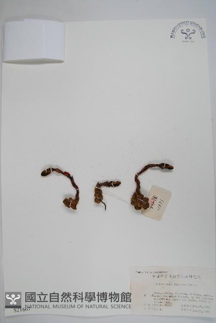 日本蛇菰藏品圖，第1張