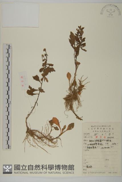 登錄號:S051667藏品圖，第1張