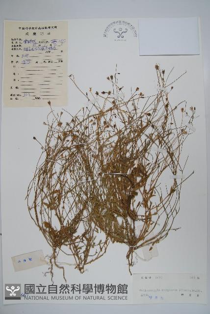 細葉蘭花參藏品圖，第1張