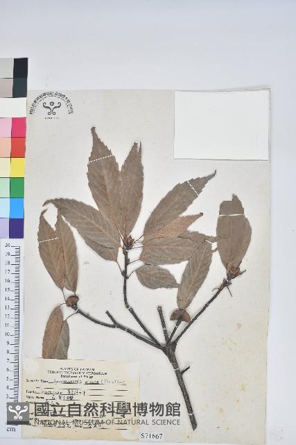 青剛櫟、鐵椆藏品圖，第1張