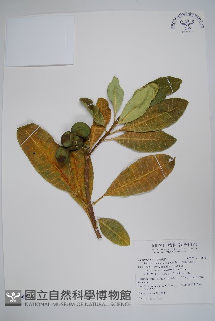 蘭嶼馬蹄花藏品圖，第1張