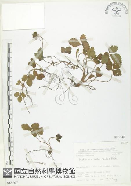 蛇莓、地莓、龍吐珠藏品圖，第1張