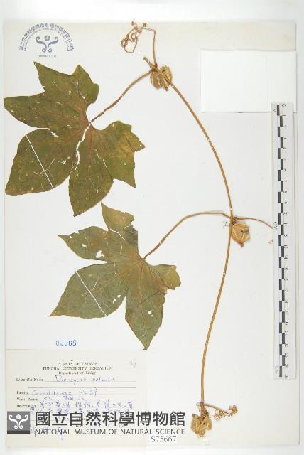 雙輪瓜藏品圖，第1張