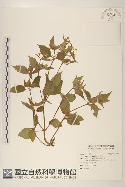 小米菊藏品圖，第1張