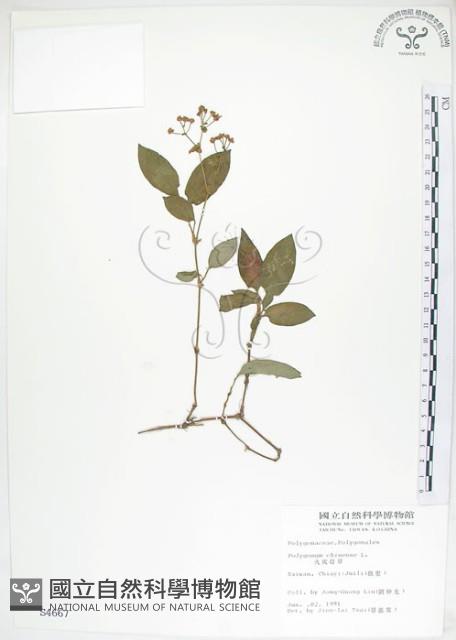 火炭母草、清飯藤藏品圖，第1張