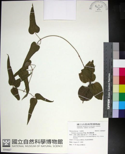 麥氏鐵線蓮藏品圖，第1張