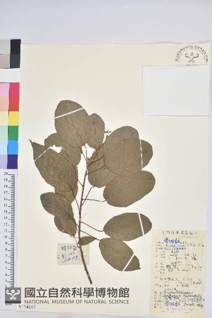 扛香藤藏品圖，第1張