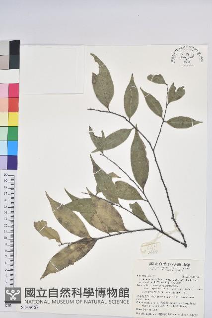 長尾尖葉櫧藏品圖，第1張