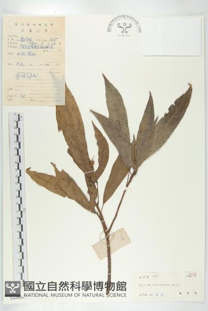 薄果猴歡喜藏品圖，第1張