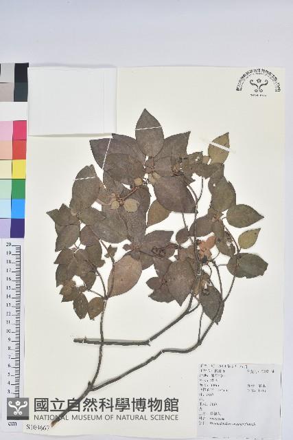 馬銀花藏品圖，第1張