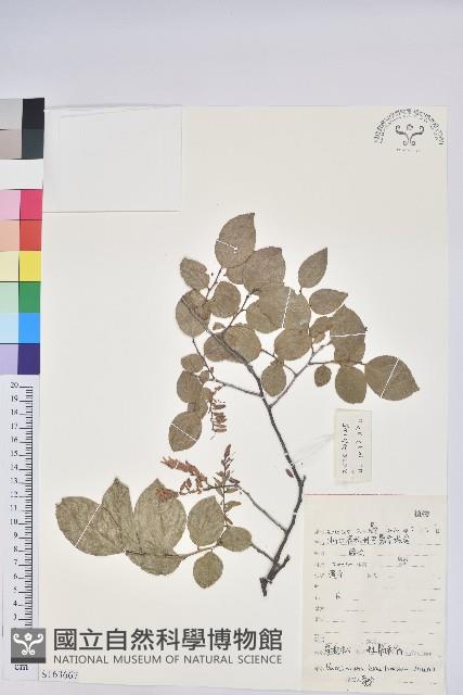 米飯花藏品圖，第1張