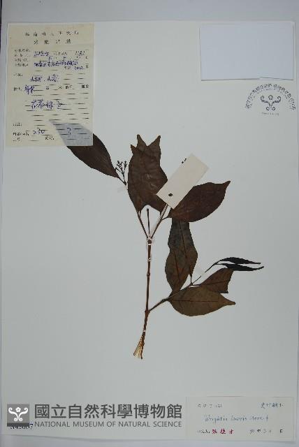 藍樹藏品圖，第1張