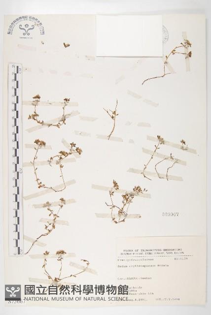 紅子佛甲草藏品圖，第1張