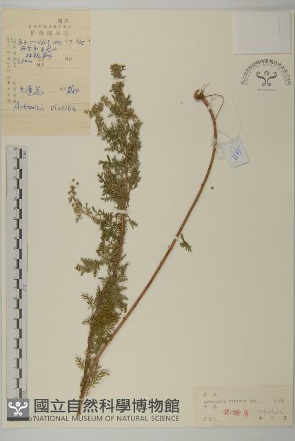 毛蓬蒿藏品圖，第1張