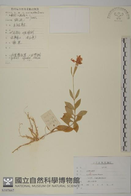 淺裂剪秋蘿藏品圖，第1張