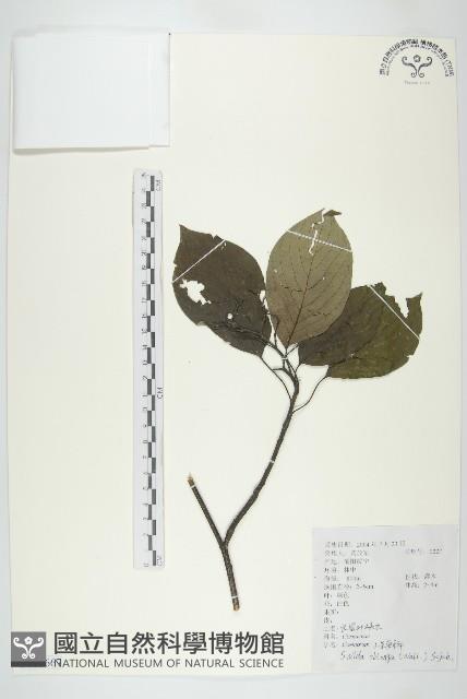 長圓葉萊木藏品圖，第1張