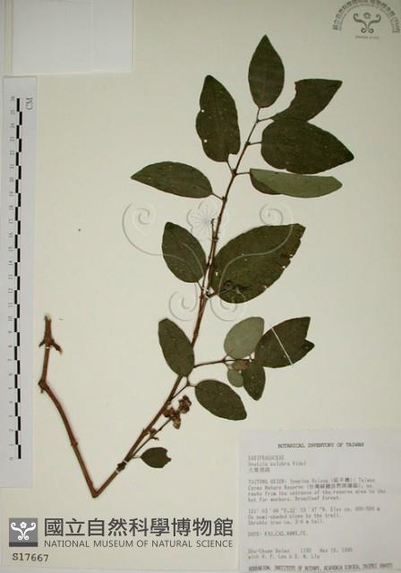 大葉溲疏藏品圖，第1張