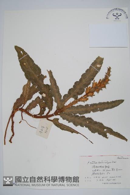 刺苞老鼠勒藏品圖，第1張