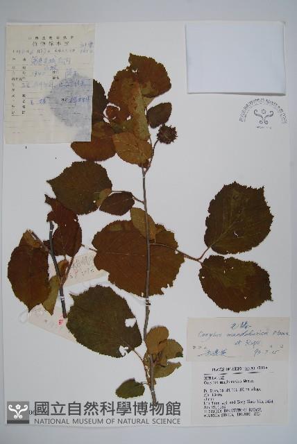 毛榛藏品圖，第1張