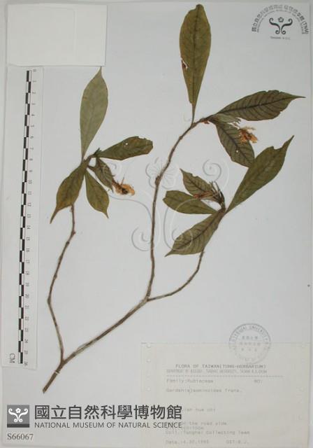 山黃梔藏品圖，第1張