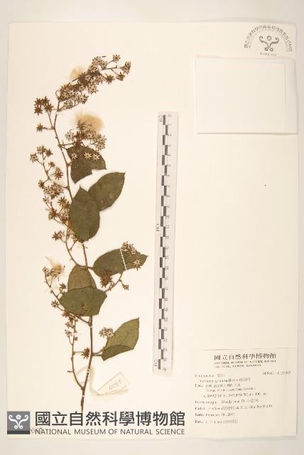 過山龍藏品圖，第1張