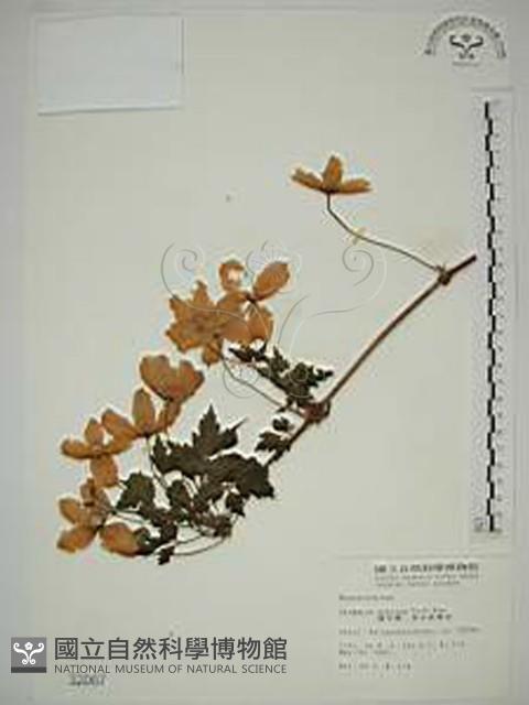 繡球藤藏品圖，第1張