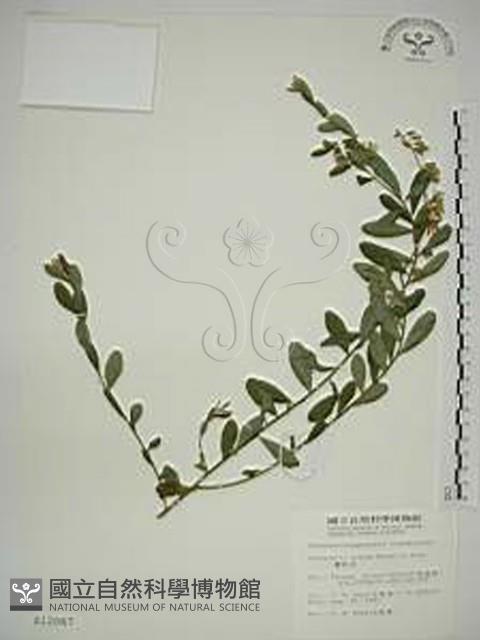 響鈴豆藏品圖，第1張