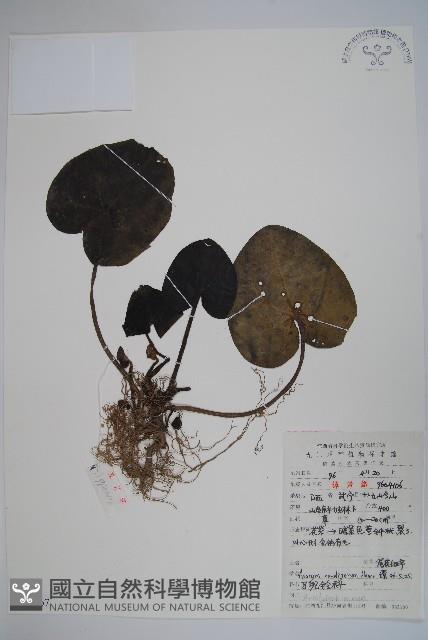 薄葉細辛、尾花細辛藏品圖，第1張