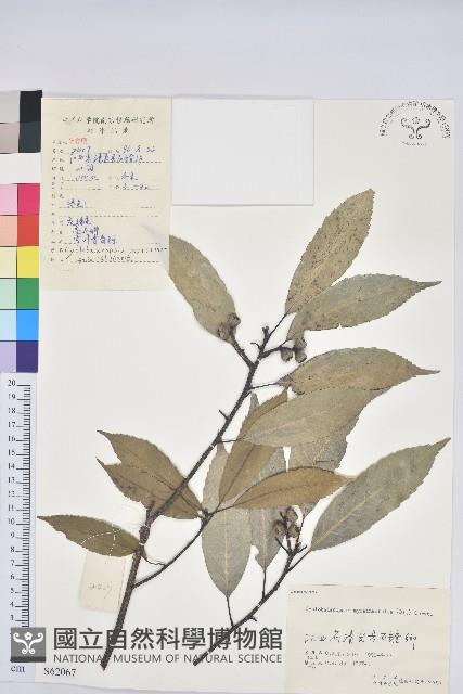 細葉青剛、黑稠、黑櫟、小葉青剛藏品圖，第1張