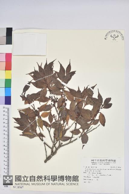 珍珠花、長尾葉越橘藏品圖，第1張