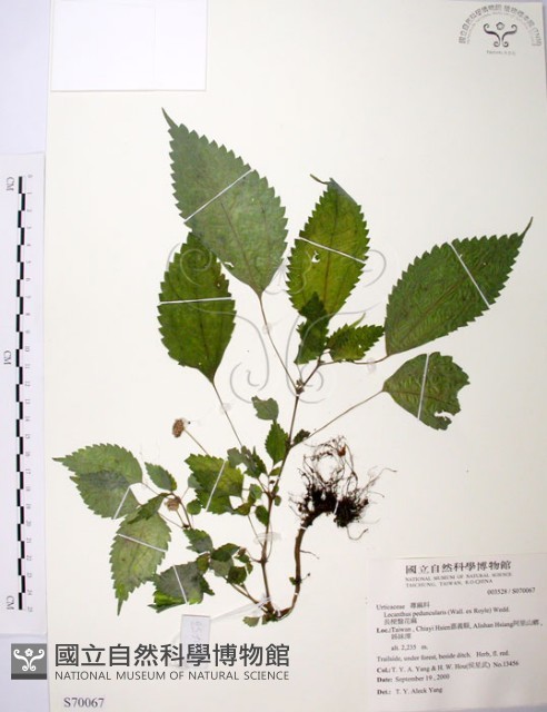 長梗盤花麻藏品圖，第1張