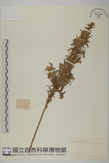 野艾蒿藏品圖，第1張