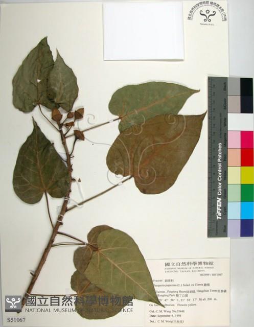 繖楊、截萼黃槿藏品圖，第1張