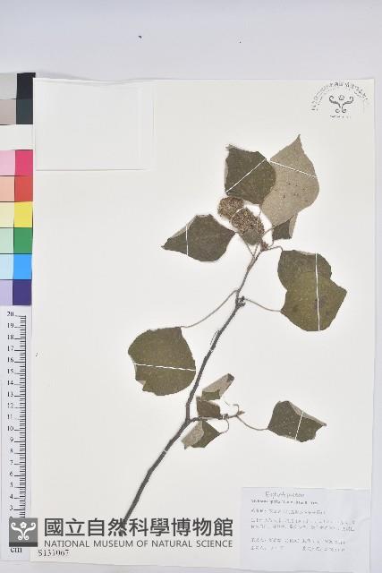 白背葉藏品圖，第1張