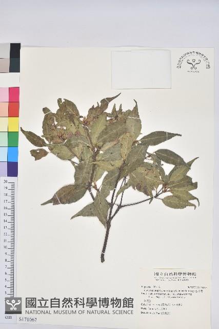 捲斗櫟藏品圖，第1張