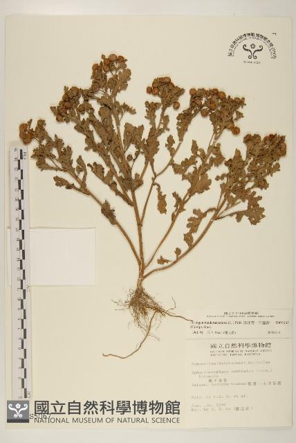 線球菊、田基黃藏品圖，第1張