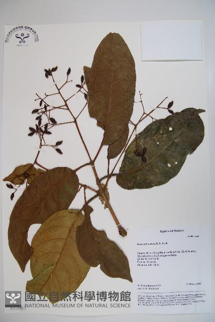 珊瑚樹藏品圖，第1張