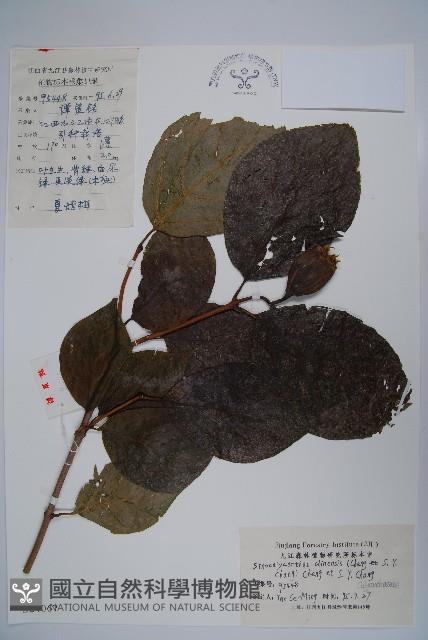 夏蠟梅藏品圖，第1張