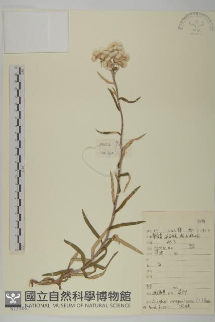 抱莖籟簫藏品圖，第1張