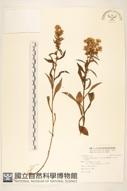 一枝黃花藏品圖，第1張