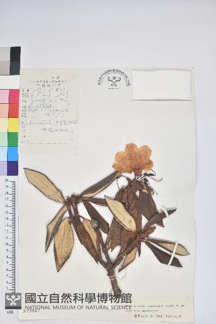 白雪杜鵑藏品圖，第1張