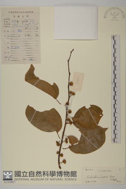 滇邊南蛇藤藏品圖，第1張