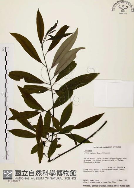 山胡椒藏品圖，第1張