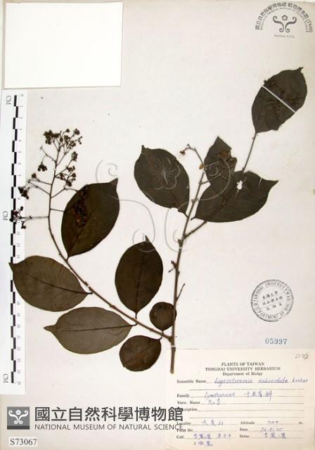 九芎藏品圖，第1張