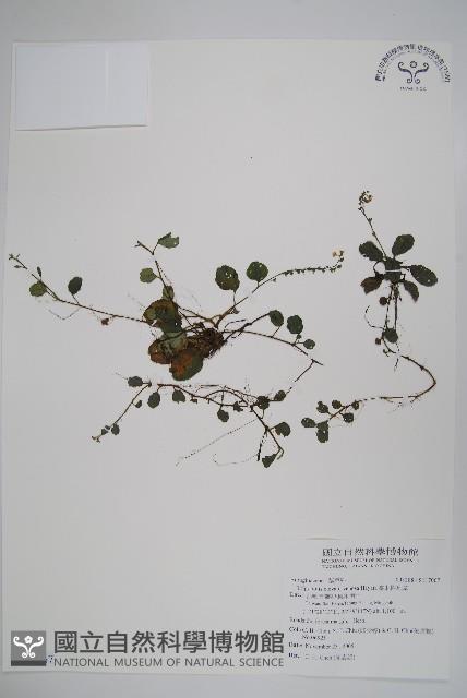 臺北附地草藏品圖，第1張