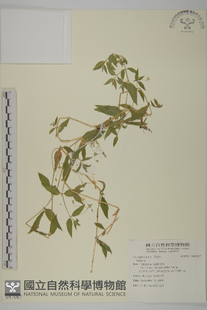 登錄號:S097067藏品圖，第1張