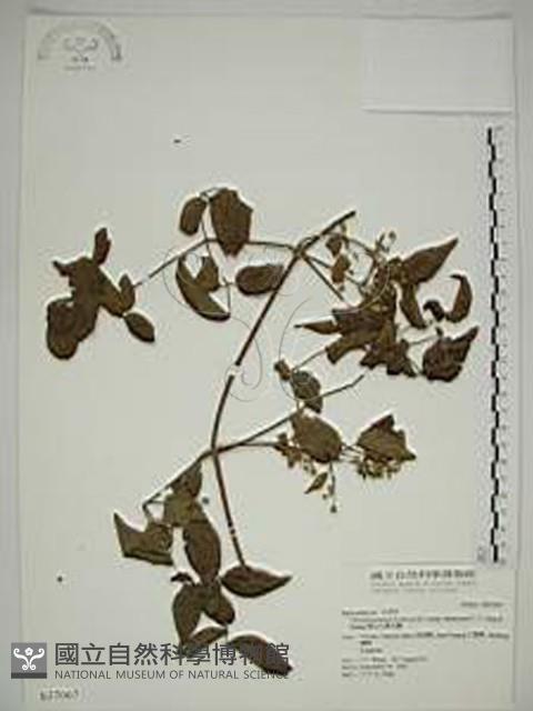 梨山小蓑衣藤藏品圖，第1張