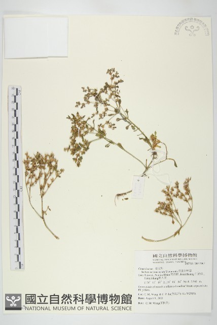 星果佛甲草藏品圖，第1張