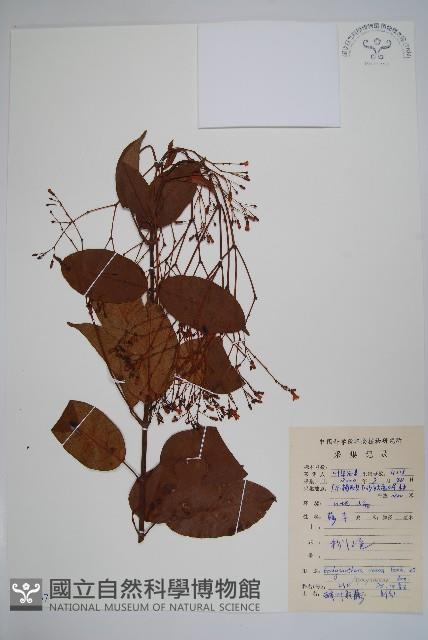 酸藤藏品圖，第1張