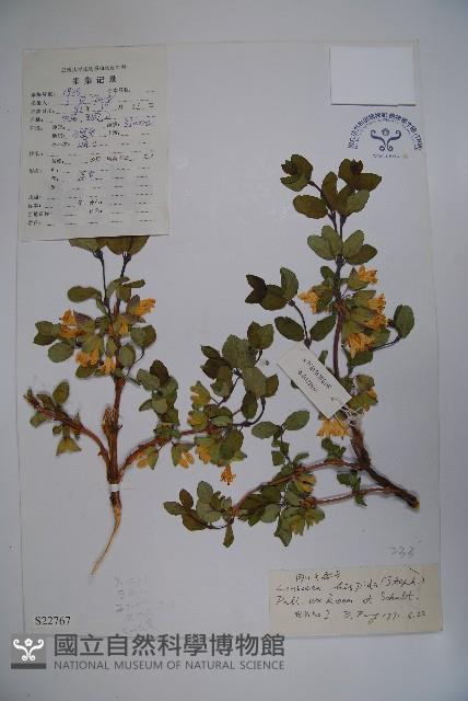 剛毛忍冬藏品圖，第1張